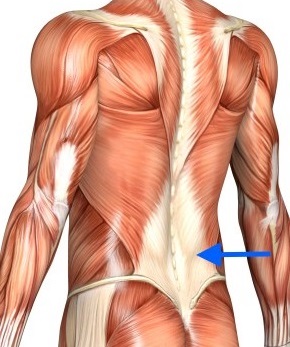 硬い腰背腱膜